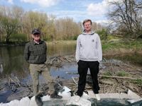 Auswirkung der Stauabsenkung Bertoldsheim auf Altwasser in Lechsend